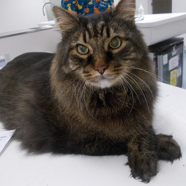 Cat at Guilford Veterinary Hospital