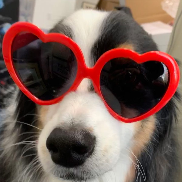 Dog with red glasses at Guilford Veterinary Hospital