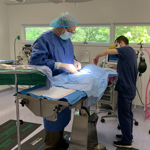 Veterinarian in Guilford, CT | Guilford Veterinary Hospital