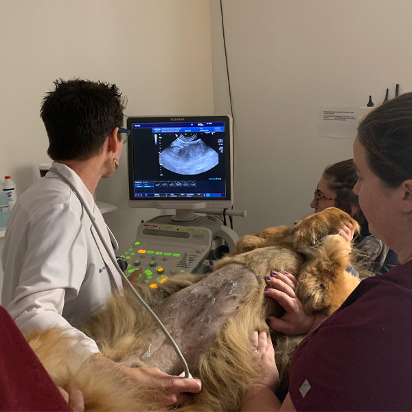 Pet ultrasounds at Guilford Veterinary Hospital