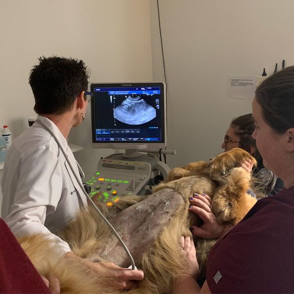 Ultrasound--m600x600 Veterinarian in Guilford, CT | Guilford Veterinary Hospital