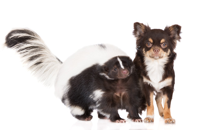 skunk-dog-700x419 Small dog and a skunk
