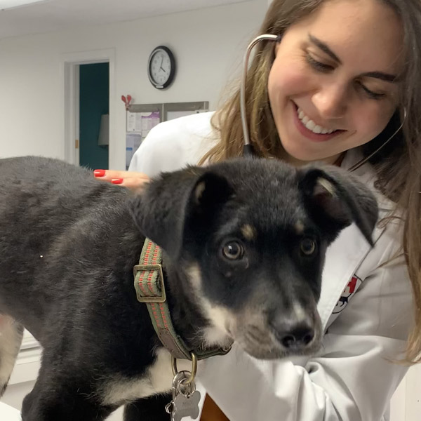 Veterinarian listening to a dog's heart at Guilford Veterinary Hospital