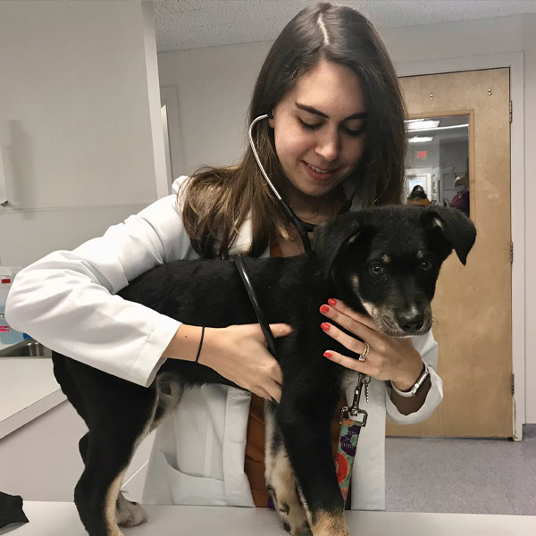 Veterinarian performing a wellness exam on a dog at Guilford Veterinary Hospital