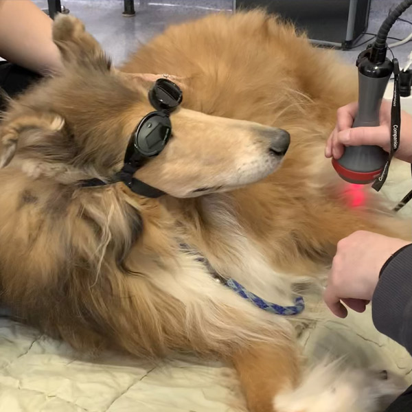 Dog receiving laser therapy at Guilford Veterinary Hospital