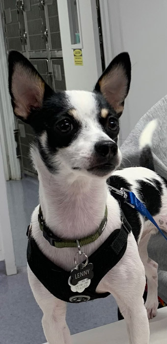 Lenny the dog at Guilford Veterinary Hospital