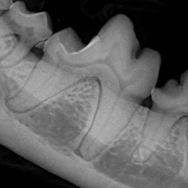 Pet dental x rays by Guilford Veterinary Hospital