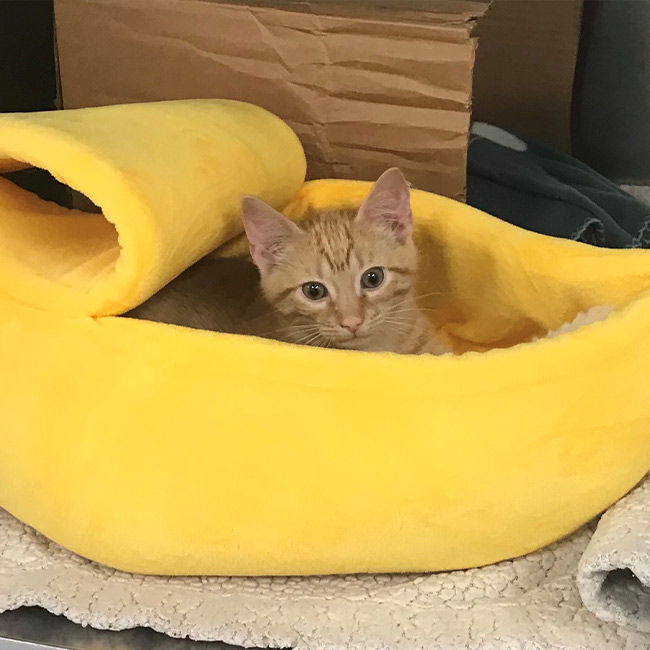 Tabby cat in a yellow cat bed