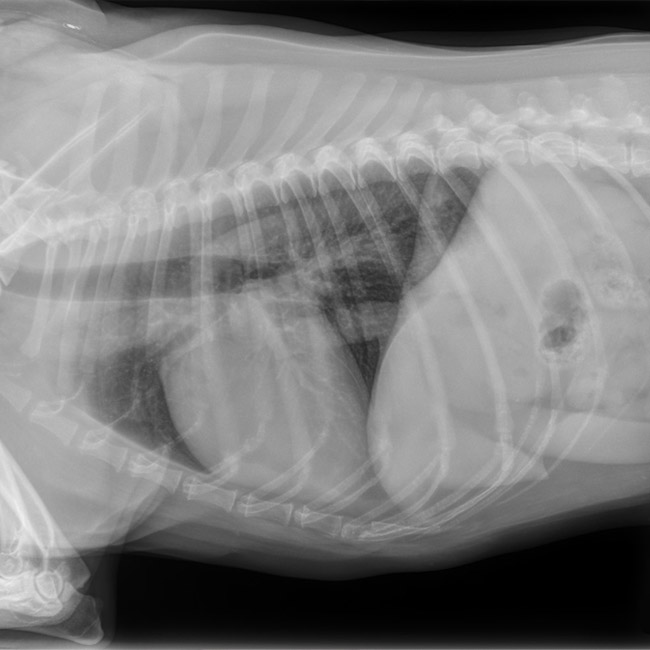 Radiograph of a pet's torso at Guilford Veterinary Hospital