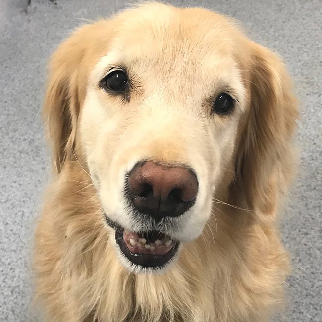 Geriatric dog at Guilford Veterinary Hospital