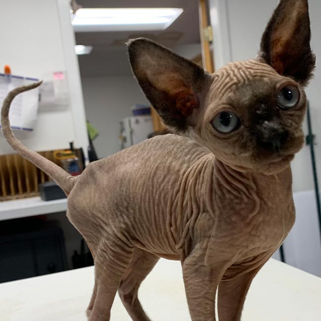 Cat at a wellness exam at Guilford Veterinary Hospital